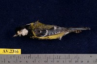 藏品(青背山雀)的圖片